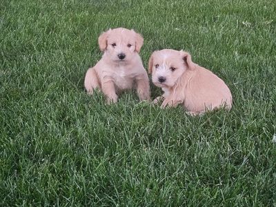 F1 Teddy Bear Schnoodle puppies (Apricot)