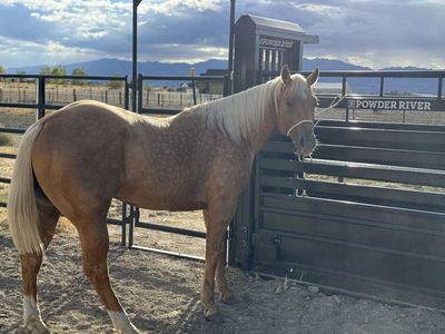 AQHA Palomino Stallion Services
