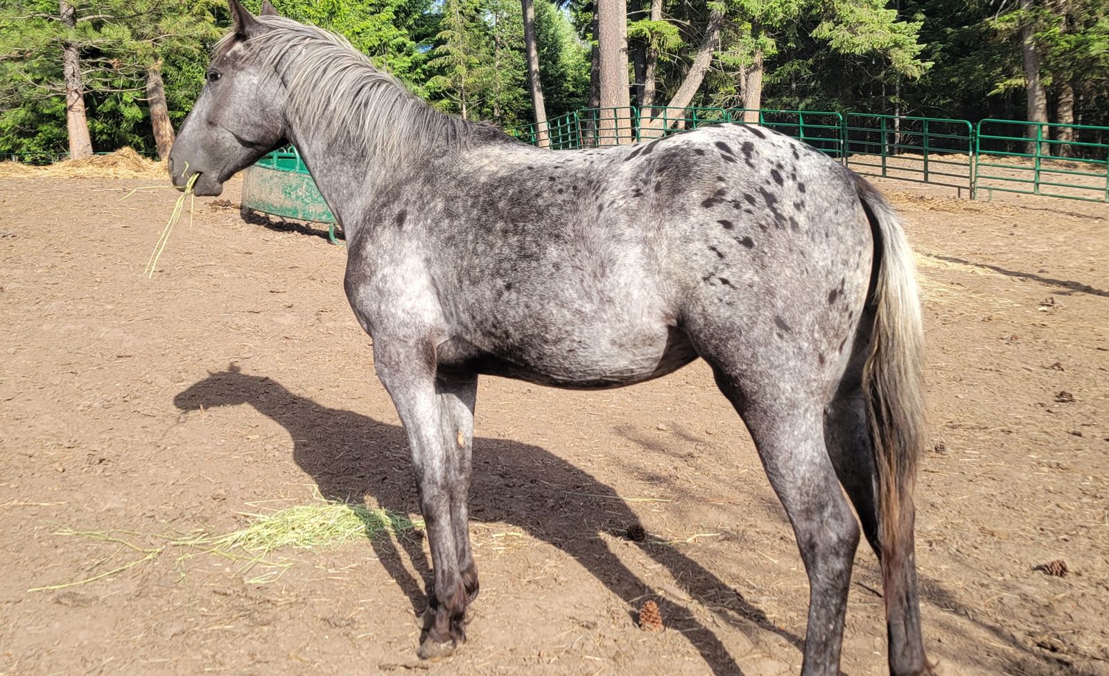 2 year old Appaloosa filly
