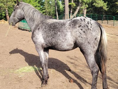 2 year old Appaloosa filly