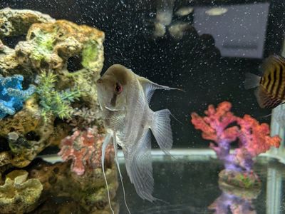 Angelfish 6 inches - Live Freshwater Tropical Fish (Silver/Gold)