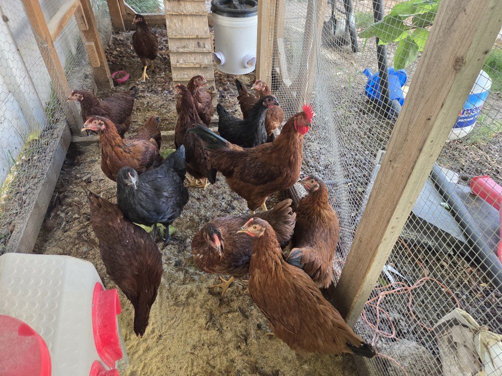 free rooster chicken