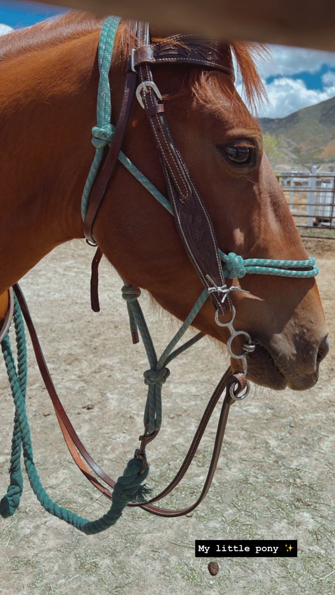 2019 green broke branded Mustang