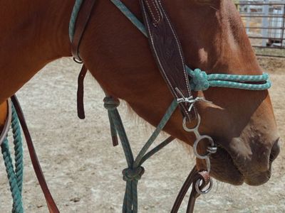 2019 green broke branded Mustang