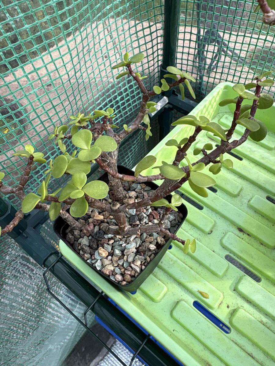 Well-rooted mini jade (P. afra)