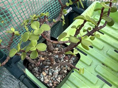 Well-rooted mini jade (P. afra)