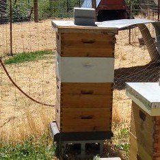 Wooden Bee Hive - Used, Good Condition for Beekeeping. 4 boxes, a lot of comb, bees absconded.