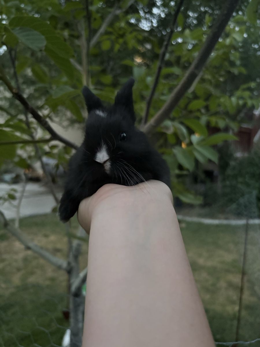 Cute little part Netherland dwarf baby bunny rabbits for sale!