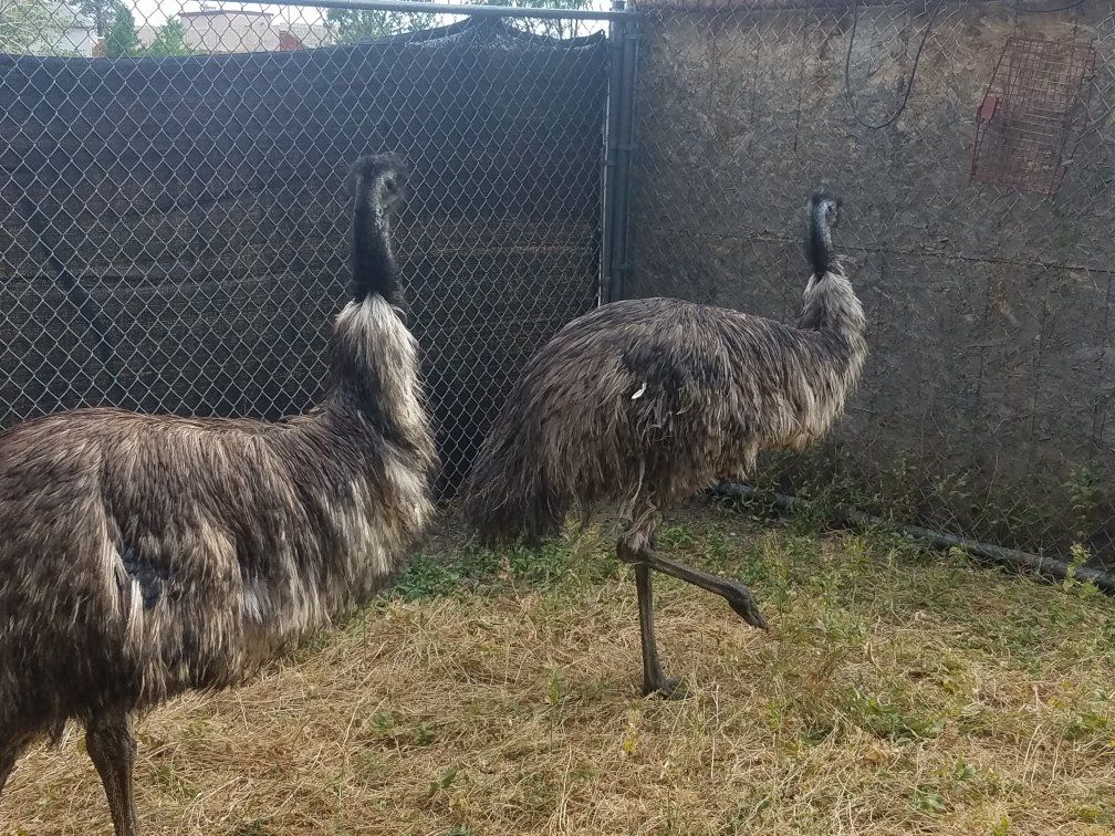 Pair of Emus for Sale - Healthy, Mature Birds
