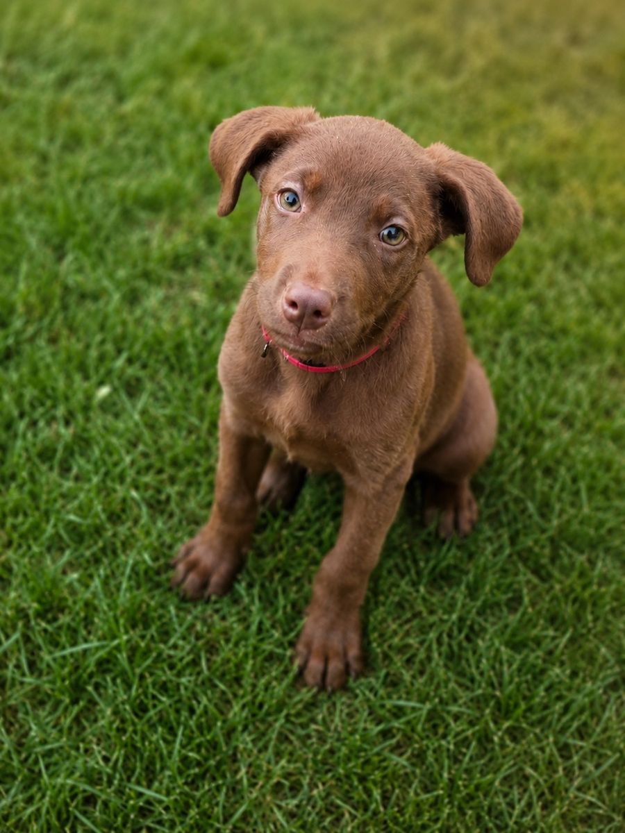 Terrier Mix