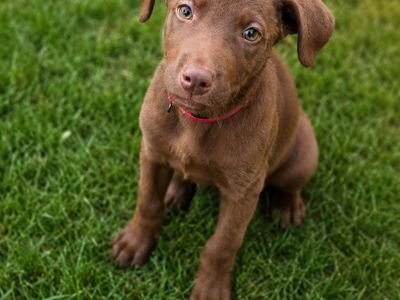 Terrier Mix