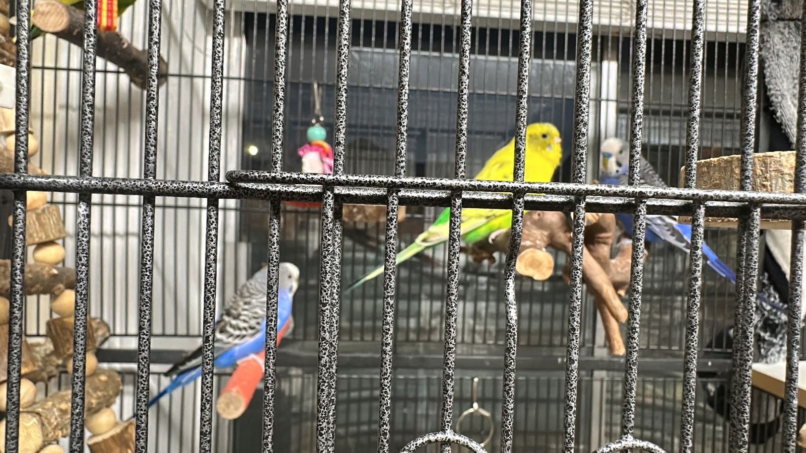 Bird Cage and Parakeets
