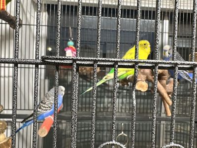 Bird Cage and Parakeets