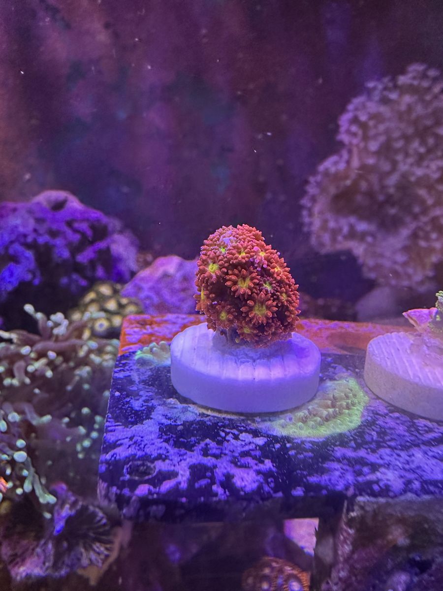 Fruit Loopz Micro Goni Frag
