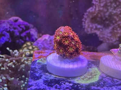 Fruit Loopz Micro Goni Frag