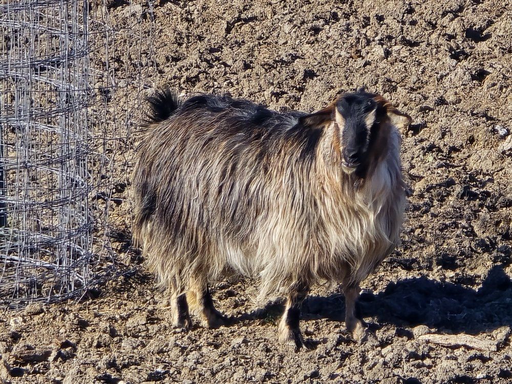 mini silky longhair doe