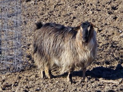 mini silky longhair doe