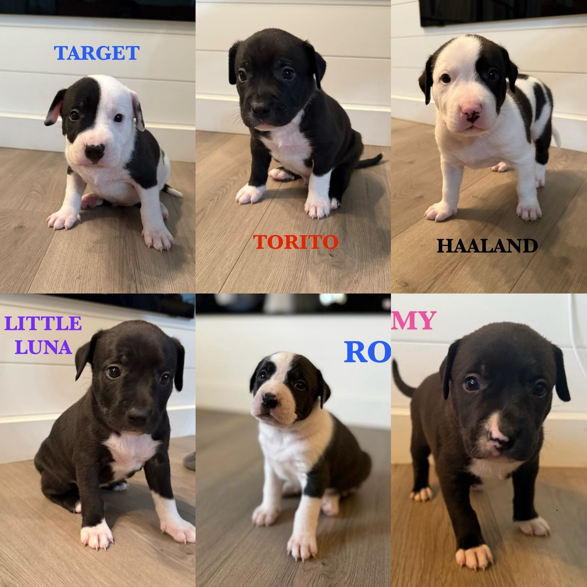 American Bully × Border Collie puppies looking for loving homes! 