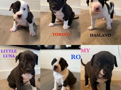 American Bully × Border Collie puppies looking for loving homes!