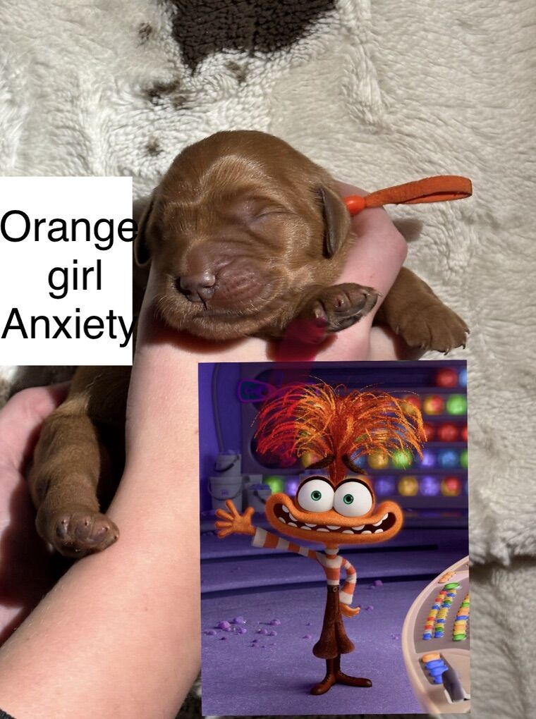 AKC Purebred Golden Retriever Puppies