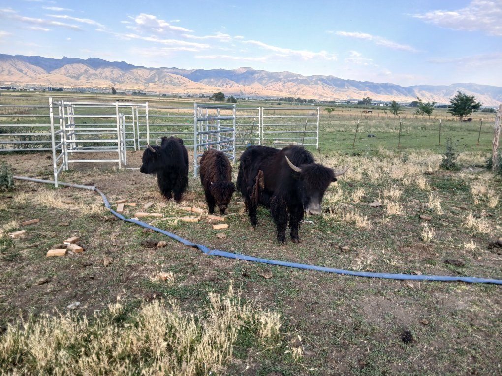 yak heifers $500
