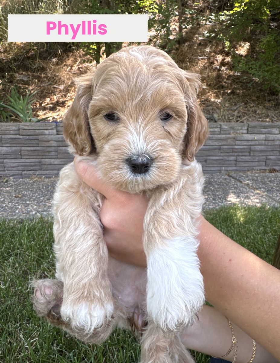 Adorable Miniature Goldendoodle Puppy -$950 OBO
