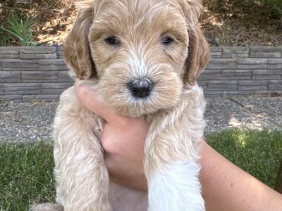 Adorable Miniature Goldendoodle Puppy -$950 OBO