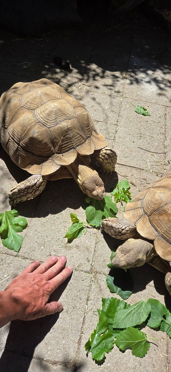 Two Sulcata Tortoises 