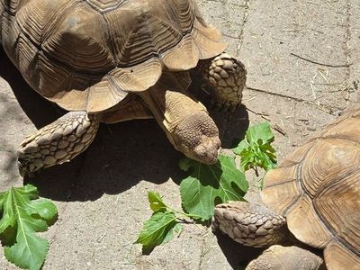 Two Sulcata Tortoises