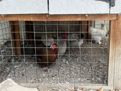 Laying Hens - $12