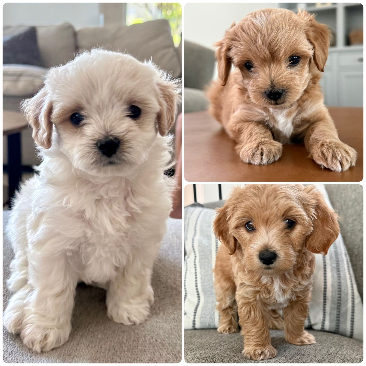 Hypoallergenic doodle puppies expected 6-9 lbs ready Aug 11