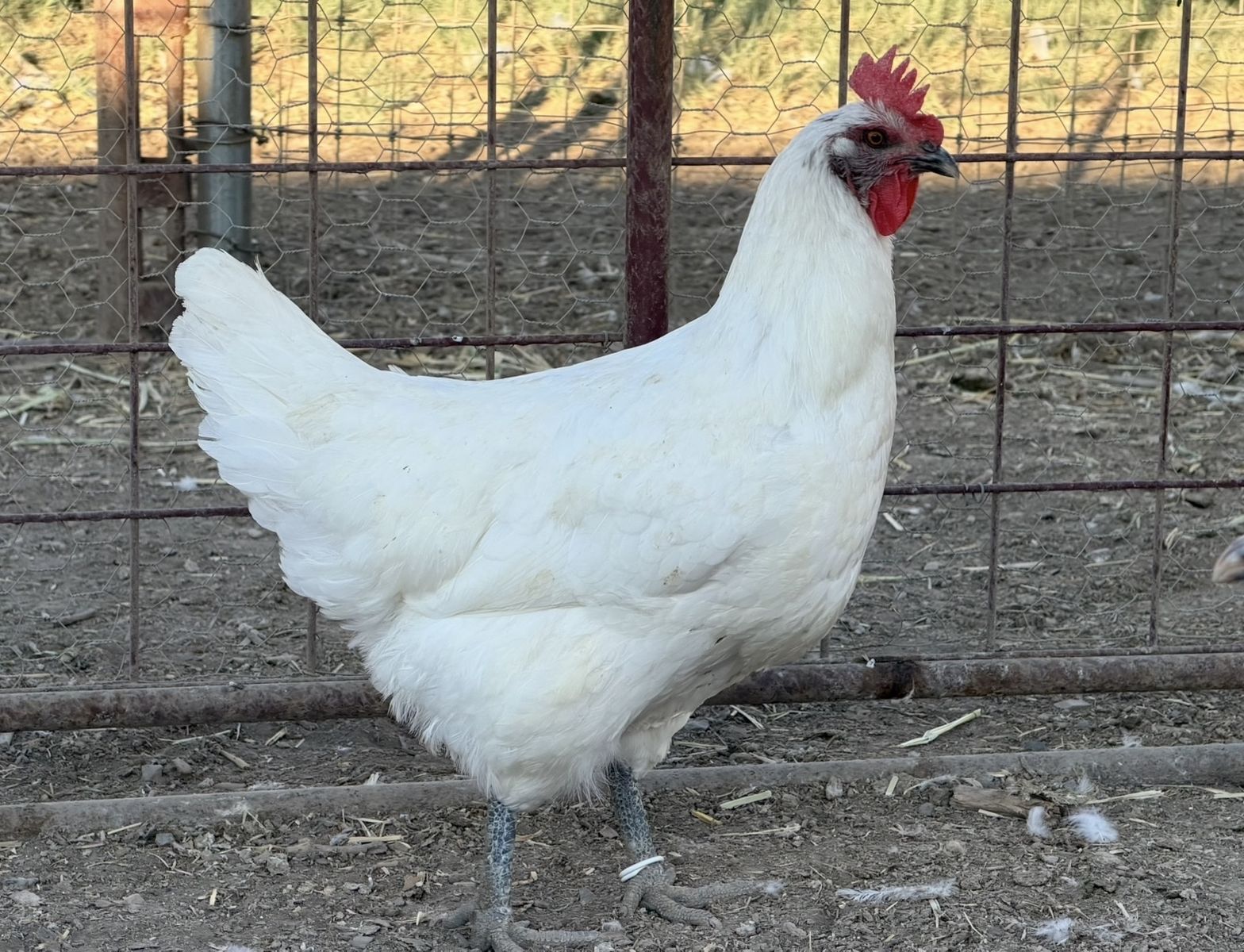 American Bresse Hens
