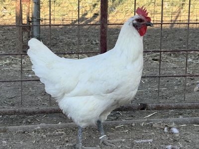 American Bresse Hens
