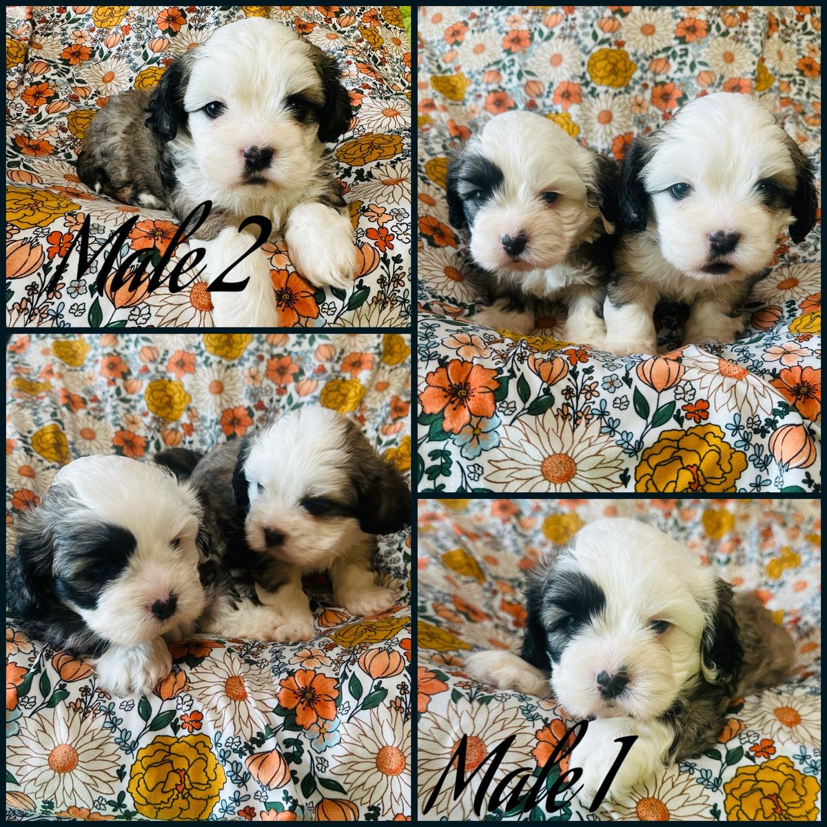 Cocker Spaniel–Shih Tzu