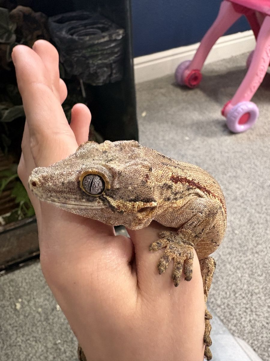 Gargoyle gecko female $350 or send offer