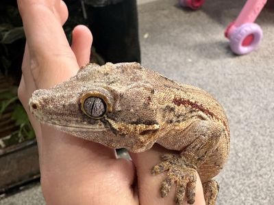 Gargoyle gecko female $350 or send offer