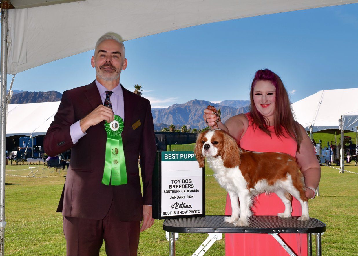 AKC Cavalier King Charles Stud — Int'l Champion, Health Tested