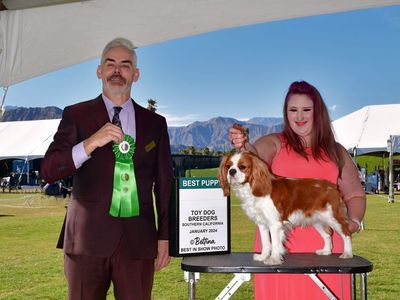 AKC Cavalier King Charles Stud — Int'l Champion, Health Tested