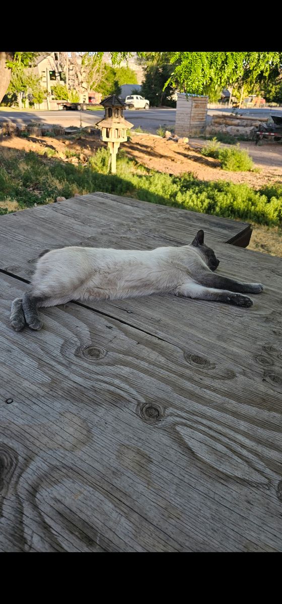 Missing bobtail manx blue siamese