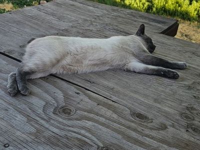 Missing bobtail manx blue siamese