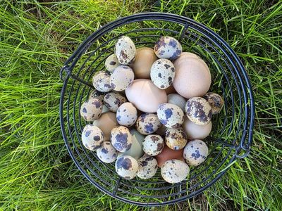 Fresh Quail and Chicken Eggs
