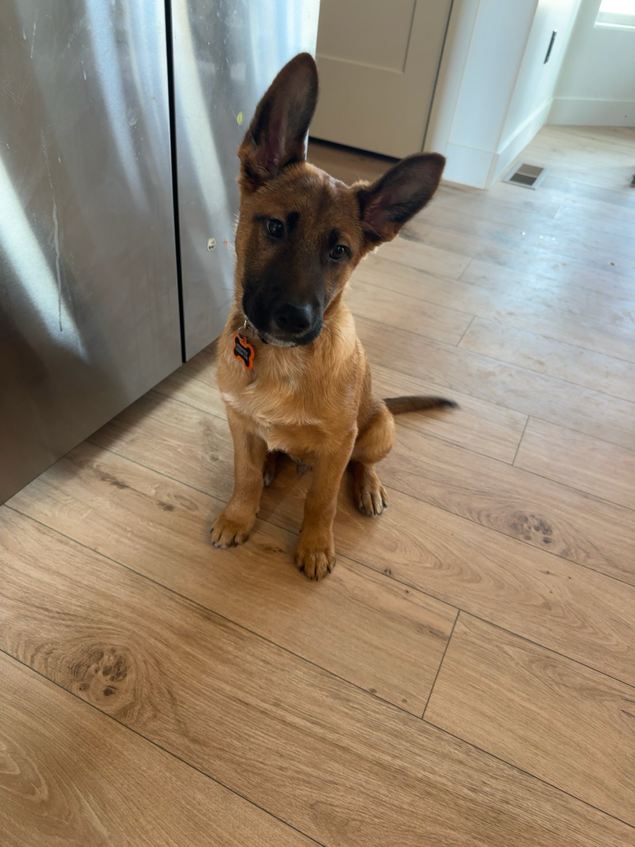 Belgian Malinois Puppy
