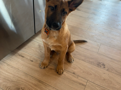 Belgian Malinois Puppy