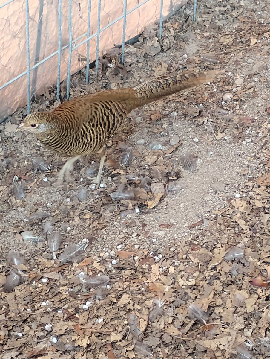Female Red-golden Pheasant 1 year old