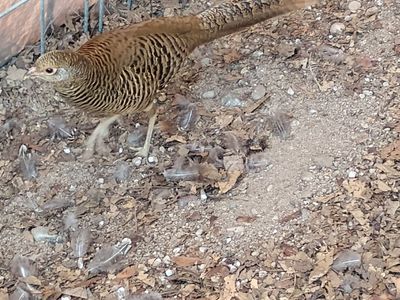Female Red-golden Pheasant 1 year old