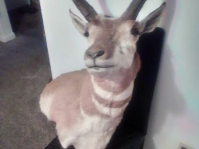 Antelope