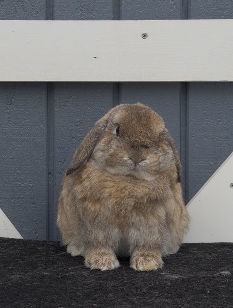 Holland Lop Buck