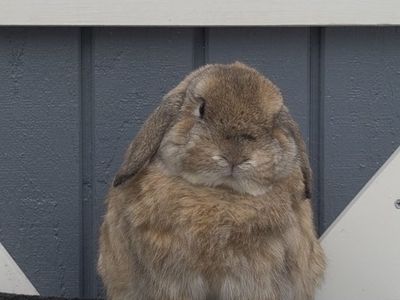 Holland Lop Buck