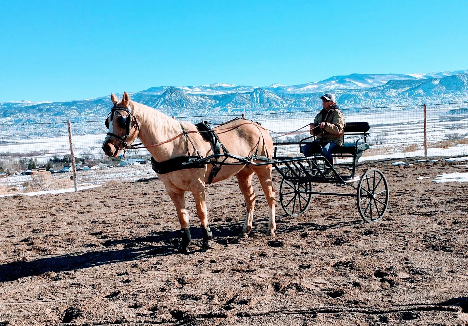 Used Horse Driving Cart/Buggy - Black, Single Horse Training Cart. High quality Frey brand.