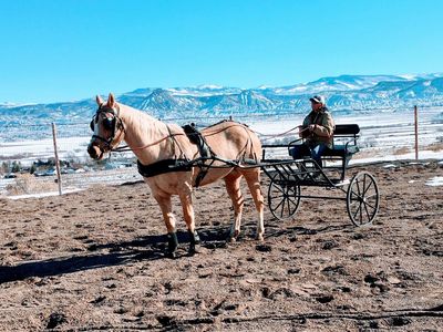 Used Horse Driving Cart/Buggy - Black, Single Horse Training Cart. High quality Frey brand.